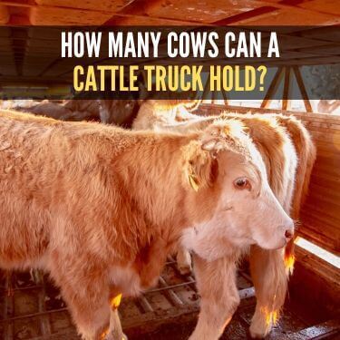 How Many Cows Can a Cattle Truck Hold
