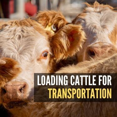 Livestock Transport Take A Ship Tour Onboard Mv Becrux Tours Transportation Take That