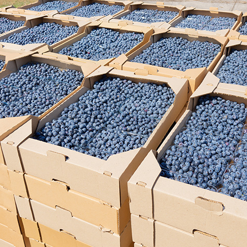 Freight Shipping from Michigan to California Blueberries