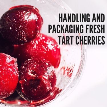 Handling and Packaging Fresh Tart Cherries