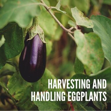 How are Eggplants Transported? | USA Truckload Shipping