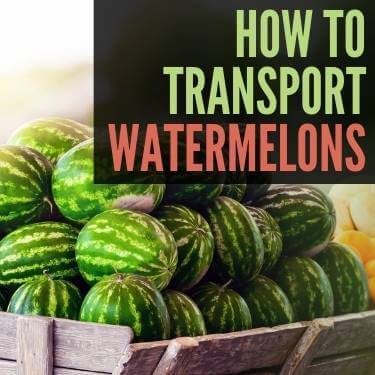 How To Transport Watermelons