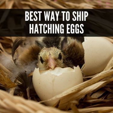 Best Way to Ship Hatching Eggs