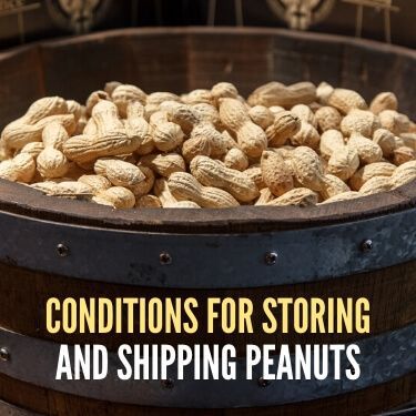 Conditions for Storing and Shipping Peanuts