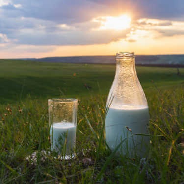a small and a large glass of milk in field at sunset