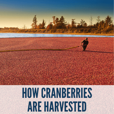 How Cranberries are Harvested