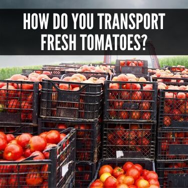 How Do You Transport Fresh Tomatoes