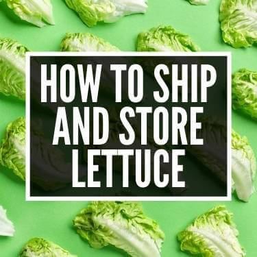 How To Ship and Store Lettuce