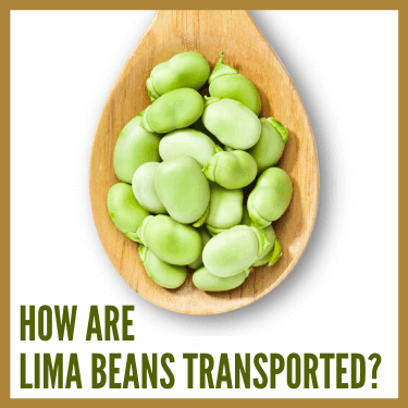 How are Lima Beans Transported