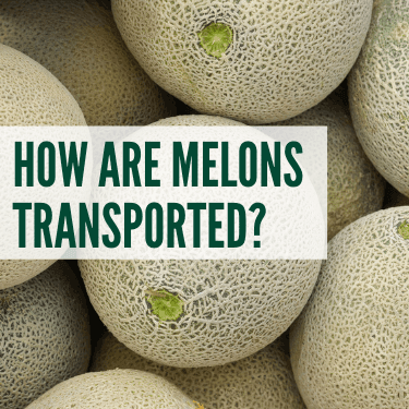 How are Melons Transported