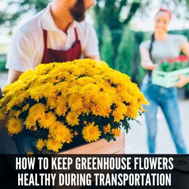 How to Keep Greenhouse Flowers Healthy During Transportation