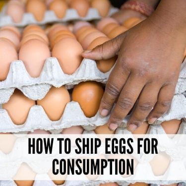 How to Ship Eggs for Consumption