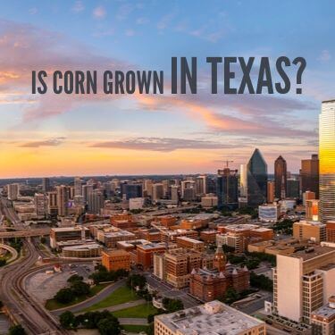 Is Corn Grown In Texas
