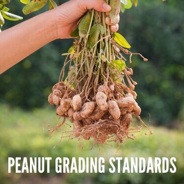 Peanut Grading Standards
