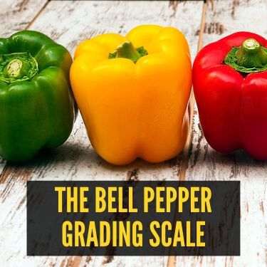 The Bell Pepper Grading Scale