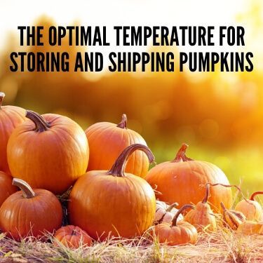 The Optimal Temperature for Storing and Shipping Pumpkins