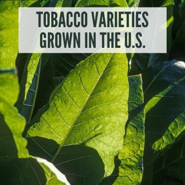 Tobacco Varieties Grown in the U.S.