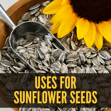 Uses for Sunflower Seeds