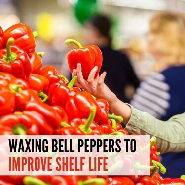 Waxing Bell Peppers to Improve Shelf Life