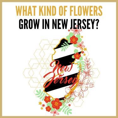 What Kind of Flowers Grow in New Jersey