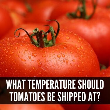 What Temperature Should Tomatoes be Shipped At