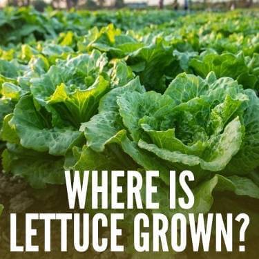 Where Is Lettuce Grown