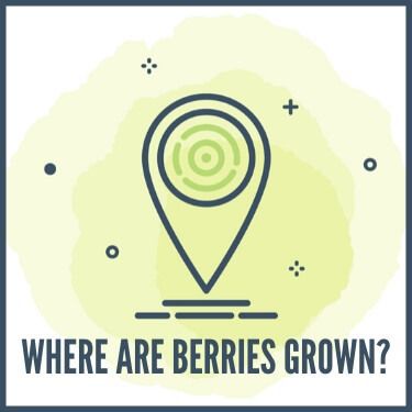 Where are Berries Grown