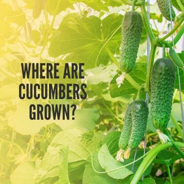 Where are Cucumbers Grown