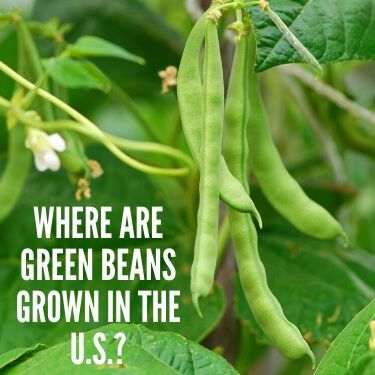 Where are Green Beans Grown in the U.S.