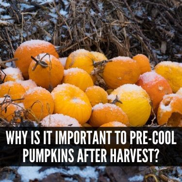 Why is it Important to Pre-Cool Pumpkins after Harvest