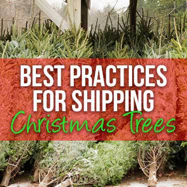 best-practices-for-shipping-christmas-trees