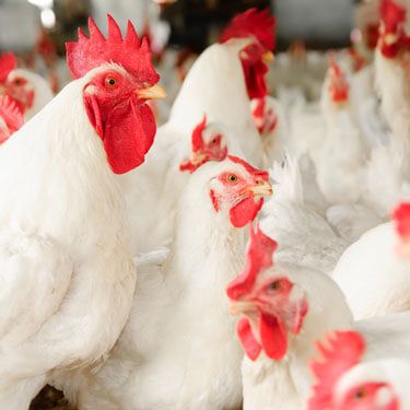 Freight Shipping from Alabama to California Broiler Chickens